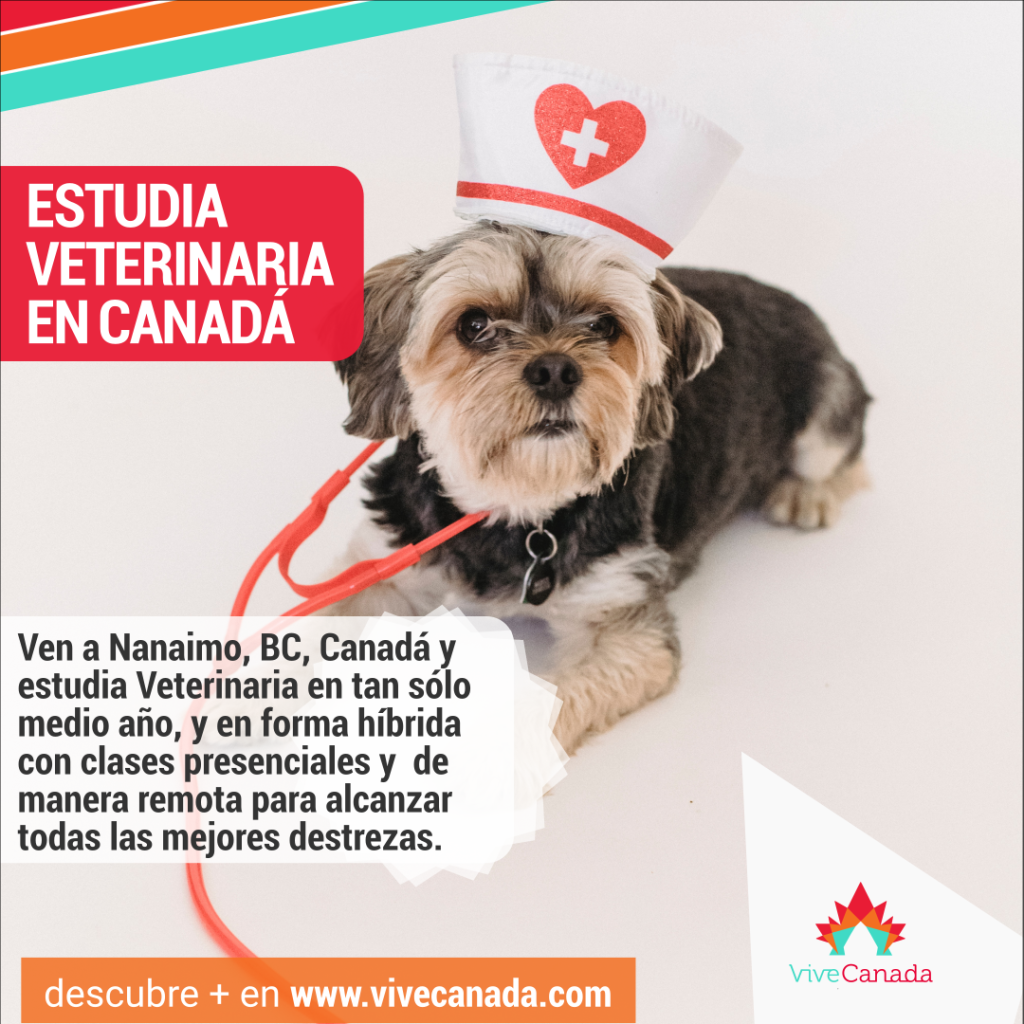 ViveCanada | Ven a Canadá a estudiar veterinaria en línea y presencial en 1/2 año