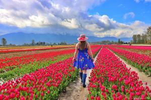 actividades en vancouver, chilliwack tulip festival