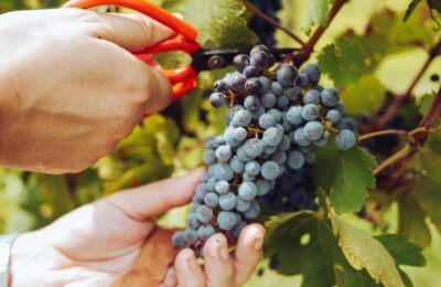 programas de inmigración a canadá