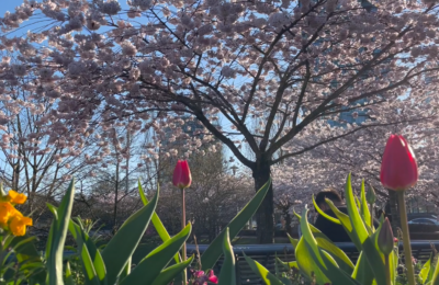 sorteo express entry