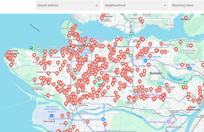 cherry blossoms en vancouver